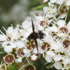 Bombyliidae (family) (Unidentified Bee fly) at Kambah, ACT - 21 Dec 2020 by MatthewFrawley