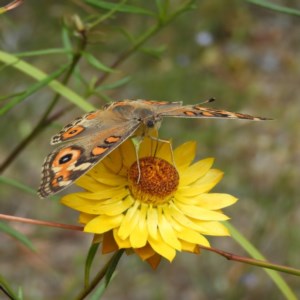 Junonia villida at Kambah, ACT - 23 Dec 2020