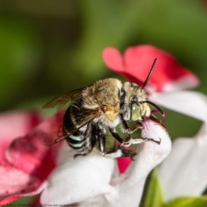 Amegilla sp. (genus) at Macgregor, ACT - suppressed