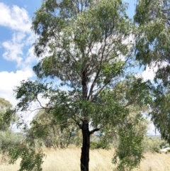 Eucalyptus elata at Hughes, ACT - 25 Dec 2020 12:24 PM