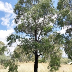 Eucalyptus elata at Hughes, ACT - 25 Dec 2020 12:24 PM