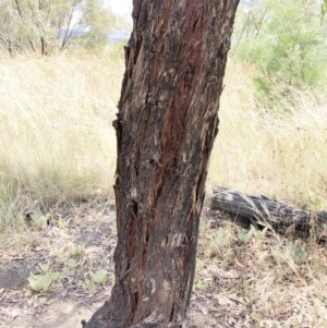 Eucalyptus elata at Hughes, ACT - 25 Dec 2020 12:24 PM