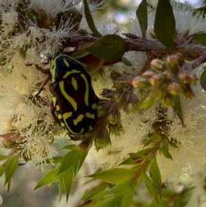 Eupoecila australasiae at Murrumbateman, NSW - 25 Dec 2020