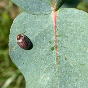 Paropsisterna m-fuscum at Murrumbateman, NSW - 25 Dec 2020