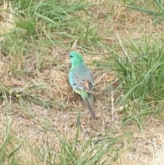 Psephotus haematonotus (Red-rumped Parrot) at Belconnen, ACT - 25 Dec 2020 by Rixon