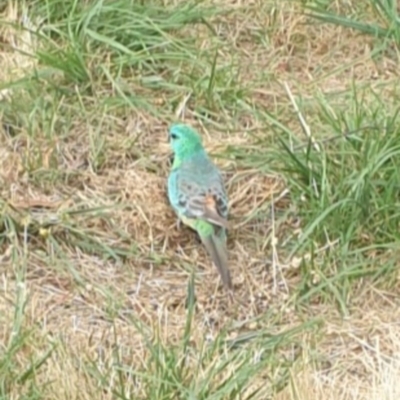 Psephotus haematonotus (Red-rumped Parrot) at Lake Ginninderra - 25 Dec 2020 by Rixon