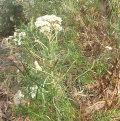 Cassinia longifolia at Belconnen, ACT - 25 Dec 2020