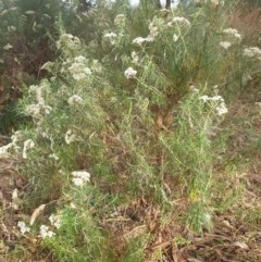 Cassinia longifolia at Belconnen, ACT - 25 Dec 2020