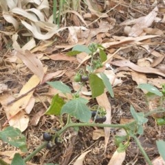 Solanum nigrum (Black Nightshade) at Lake Ginninderra - 25 Dec 2020 by Rixon