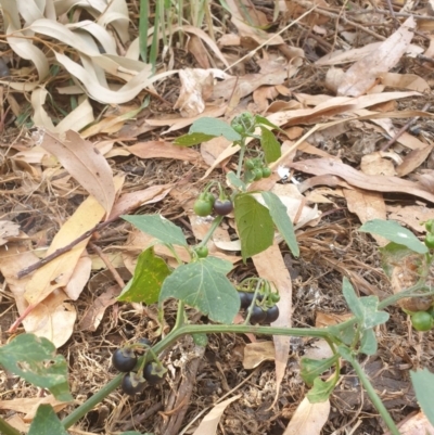 Solanum nigrum (Black Nightshade) at Belconnen, ACT - 25 Dec 2020 by Rixon