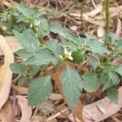 Solanum nigrum at Belconnen, ACT - 25 Dec 2020 05:46 PM