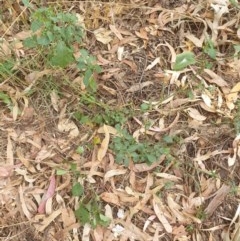 Solanum nigrum at Belconnen, ACT - 25 Dec 2020