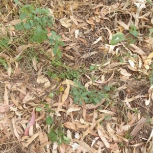 Solanum nigrum at Belconnen, ACT - 25 Dec 2020