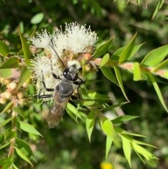 Sphex sp. (genus) (Unidentified Sphex digger wasp) at Murrumbateman, NSW - 25 Dec 2020 by SimoneC