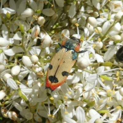 Castiarina mustelamajor (A jewel beetle) at Tuggeranong Hill - 24 Dec 2020 by owenh