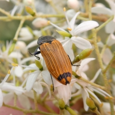 Castiarina balteata (A jewel beetle) at Tuggeranong Hill - 25 Dec 2020 by owenh