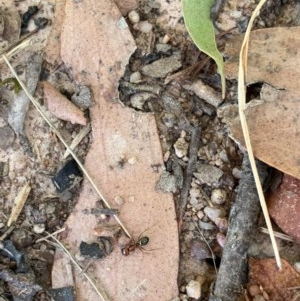 Melophorus perthensis at Murrumbateman, NSW - 24 Dec 2020