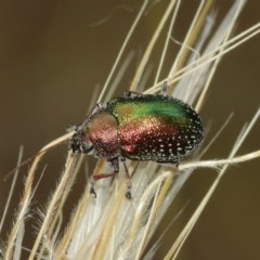 Edusella sp. (genus) (A leaf beetle) at Mount Majura - 25 Dec 2020 by TimL