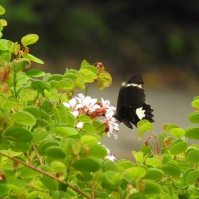 Papilio aegeus (Orchard Swallowtail, Large Citrus Butterfly) at Lake MacDonald, QLD - 16 Dec 2020 by Liam.m