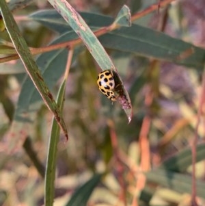 Harmonia conformis at Murrumbateman, NSW - 23 Dec 2020