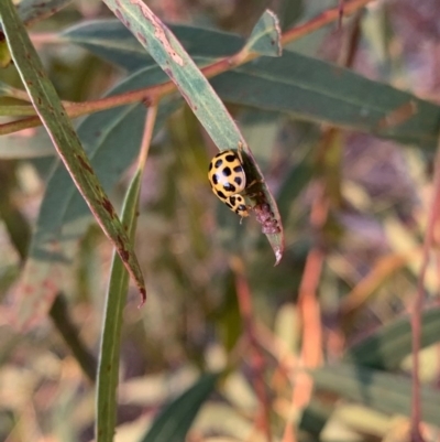 Harmonia conformis (Common Spotted Ladybird) at Murrumbateman, NSW - 23 Dec 2020 by SimoneC