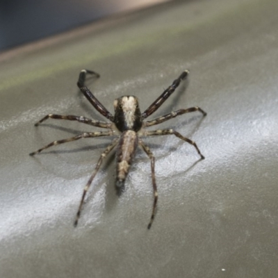 Helpis minitabunda (Threatening jumping spider) at ANBG - 18 Dec 2020 by AlisonMilton