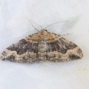 Epyaxa subidaria at Higgins, ACT - 20 Dec 2020