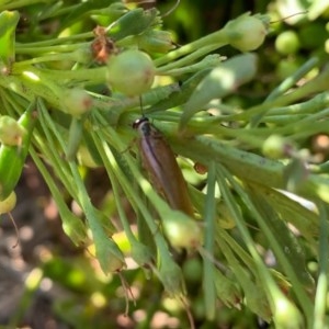 Johnrehnia australiae at Murrumbateman, NSW - 23 Dec 2020