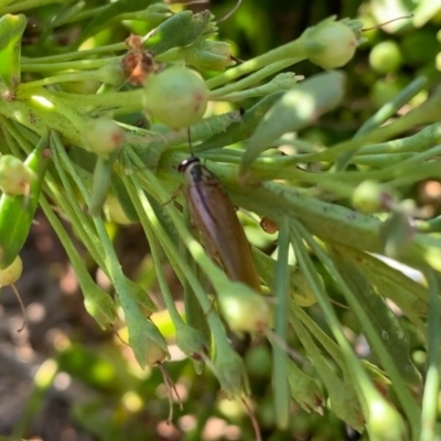 Johnrehnia australiae (Rehn's Cockroach) at Murrumbateman, NSW - 23 Dec 2020 by SimoneC