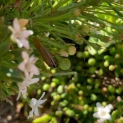 Johnrehnia australiae at Murrumbateman, NSW - 23 Dec 2020