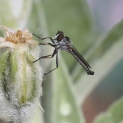 Cerdistus sp. (genus) (Slender Robber Fly) at Higgins, ACT - 19 Dec 2020 by AlisonMilton