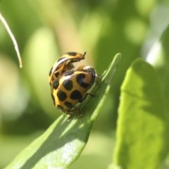 Harmonia conformis (Common Spotted Ladybird) at Higgins, ACT - 20 Dec 2020 by AlisonMilton