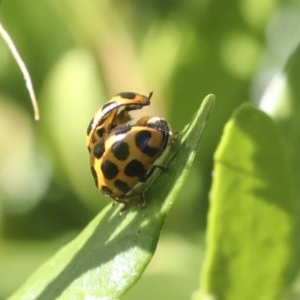 Harmonia conformis at Higgins, ACT - 20 Dec 2020