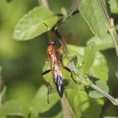 Ctenochares bicolorus (Black-tipped orange ichneumon) at Higgins, ACT - 19 Dec 2020 by AlisonMilton