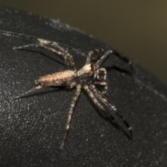 Helpis minitabunda (Threatening jumping spider) at ANBG - 18 Dec 2020 by AlisonMilton
