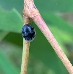 Coccinellidae (family) (Unidentified lady beetle) at Murrumbateman, NSW - 23 Dec 2020 by SimoneC