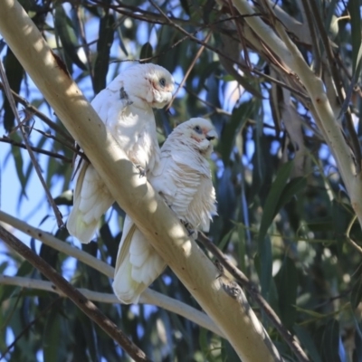 Cacatua sanguinea (Little Corella) at Higgins, ACT - 4 Jul 2020 by Alison Milton