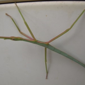 Ctenomorpha marginipennis at Deakin, ACT - 25 Dec 2020