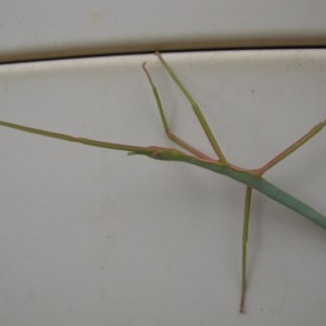 Ctenomorpha marginipennis at Deakin, ACT - 25 Dec 2020