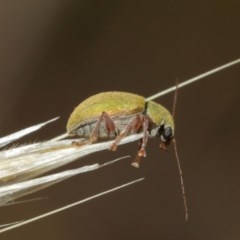 Edusella puberula (Leaf beetle) at Mount Majura - 25 Dec 2020 by TimL
