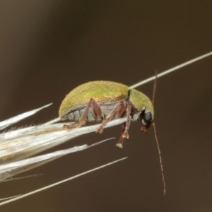 Edusella puberula at Majura, ACT - 25 Dec 2020 11:53 AM