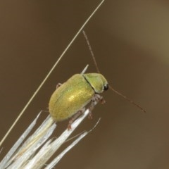 Edusella puberula at Majura, ACT - 25 Dec 2020 11:53 AM