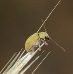 Edusella puberula at Majura, ACT - 25 Dec 2020 11:53 AM