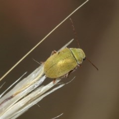 Edusella puberula at Majura, ACT - 25 Dec 2020 11:53 AM