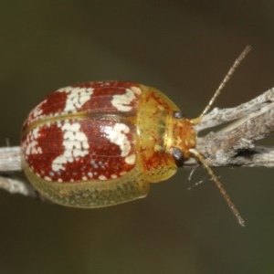 Paropsisterna sp. ("Ch11" of DeLittle 1979) at Majura, ACT - 25 Dec 2020