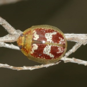 Paropsisterna sp. ("Ch11" of DeLittle 1979) at Majura, ACT - 25 Dec 2020