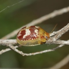 Paropsisterna sp. ("Ch11" of DeLittle 1979) at Majura, ACT - 25 Dec 2020