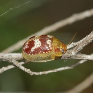 Paropsisterna sp. ("Ch11" of DeLittle 1979) at Majura, ACT - 25 Dec 2020