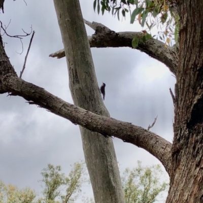 Cormobates leucophaea (White-throated Treecreeper) at Aranda, ACT - 26 Dec 2020 by KMcCue