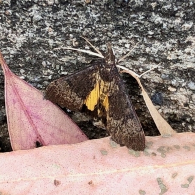 Uresiphita ornithopteralis (Tree Lucerne Moth) at Aranda, ACT - 26 Dec 2020 by KMcCue
